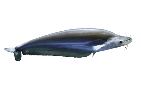 Tropical fish の写真素材