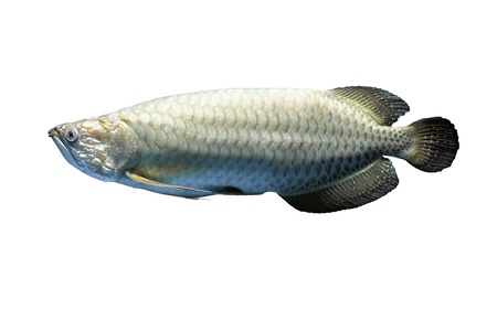 Asian arowana の写真素材
