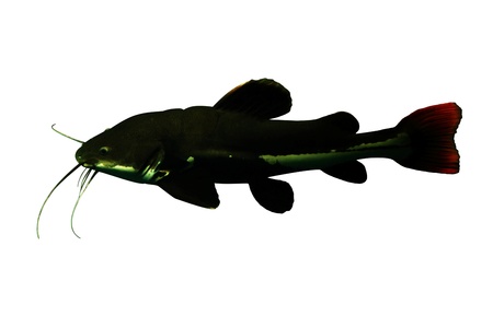 Asian Redtail Catfish の写真素材