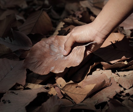 Hand holding a leaf の写真素材