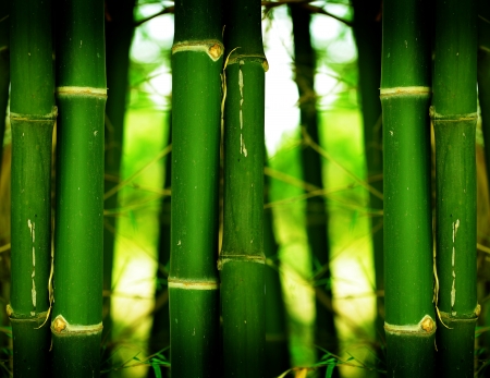 Background bamboo in bamboo forest の写真素材