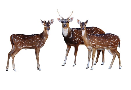 Axis deer on a white background 