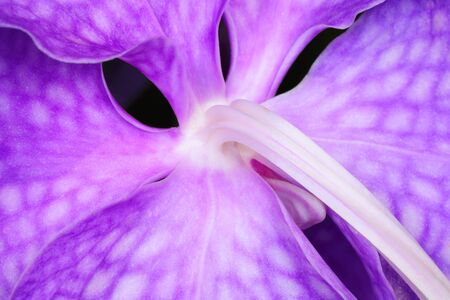 Bouquet of purple orchids  Vanda の写真素材