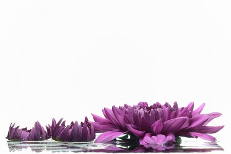 Purple chrysanthemum close-up on the surface.の写真素材