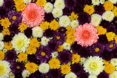 Background includes a wide variety of fresh chrysanthemum.の写真素材