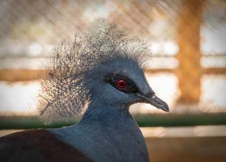 Close-up Victoria crowned pigeon