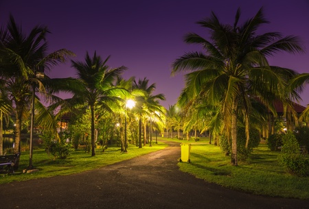 Walk in the park at night.の写真素材