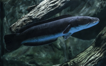 Close-up fish Great snakehead.(Channa micropeltes)の写真素材