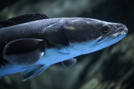 Close-up fish Great snakehead.(Channa micropeltes)の写真素材