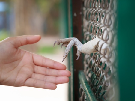 Claw bird and hand binding.
