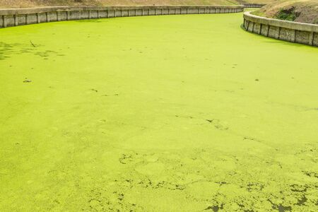 Canal water with aquatic weeds.の写真素材