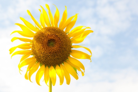 Close-up detail of a sunflower.の写真素材