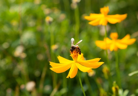 Close-up of flowers and bees.の写真素材