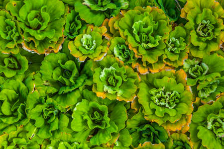 Close-up Water lettuce  Pistia stratiotes L  の写真素材