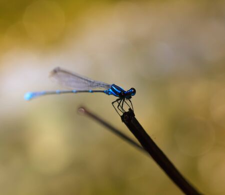 Close-up of blue dragonfly 
