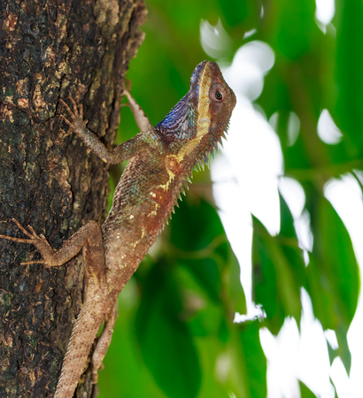 Close-lizards in tropical Thailand.