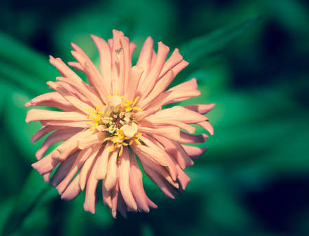 Vintage beautiful zinnia in the garden.の写真素材