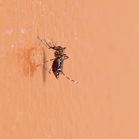 Close-up of mosquito on the wall の写真素材