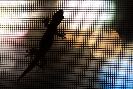 Lizards close on a mesh window at night.の写真素材