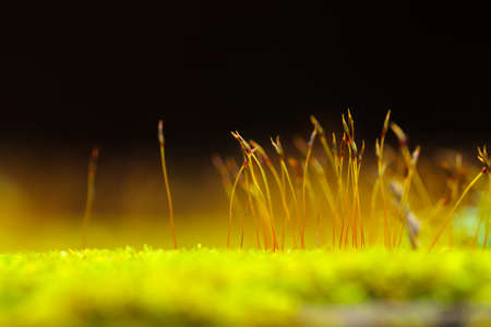 Close up flowers of the moss.