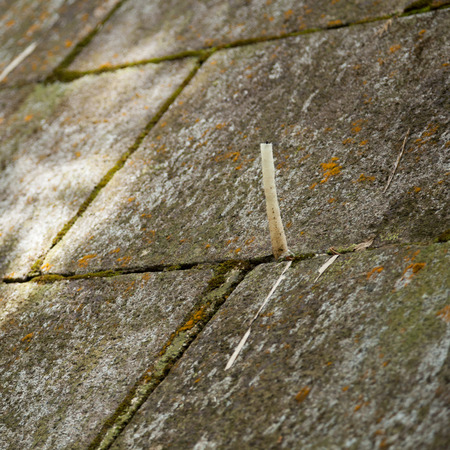 Nests of small insects in the walls.