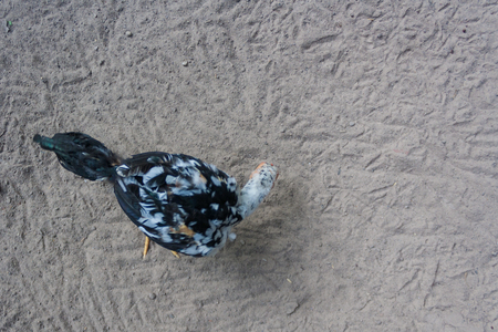 Chicken on the ground at a high angle.の写真素材