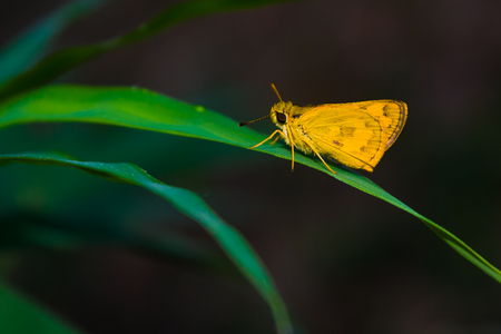 Tropical butterfly on a leaf.の写真素材
