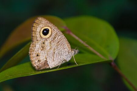 Tropical butterfly on a leaf.の写真素材