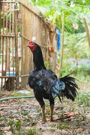 Bred fighting cocks in Thailand garden.の写真素材