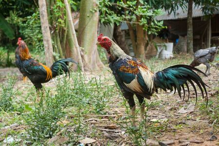 Bred fighting cocks in Thailand garden.の写真素材