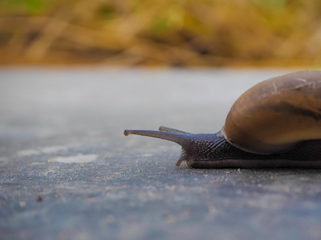 Snail crawls on the floor.の写真素材
