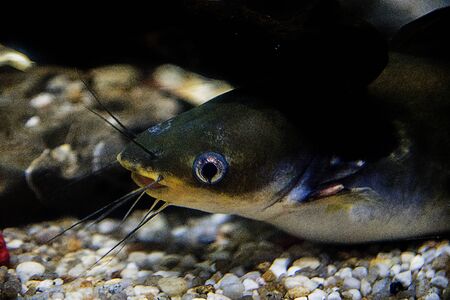 Close up of gold fish in natural look aquariumの写真素材
