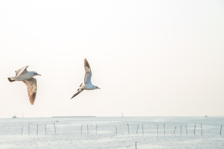 Seagullsの写真素材