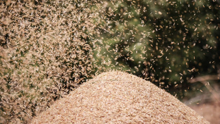 Grain Flies の写真素材