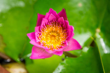 Pink lotus on green lotus leaves background.