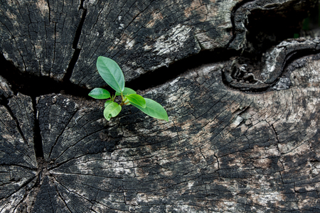 Green plants growing on the timber.