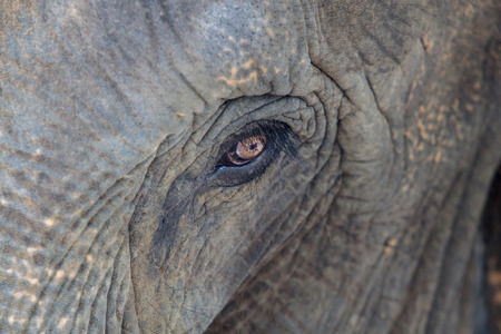 Elephan  eyeの写真素材