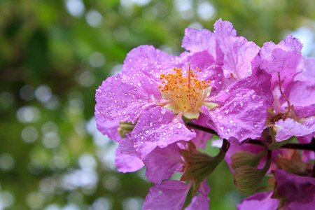 Lagerstroemia speciosa tree A species commonly found in the lowlands and along the banks of the creek in moist mixed deciduous and evergreen.の写真素材