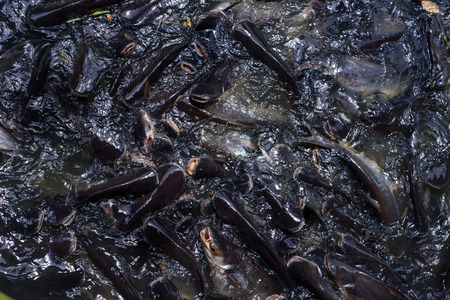 pangasiusの写真素材