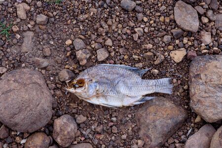 Dead die fish.の写真素材