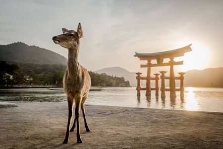 sunset with Japan gate O-Torii in Miyajima and deerのeditorial素材