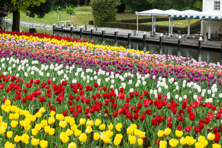 pink, red and orange tulip field in japan during summerの写真素材