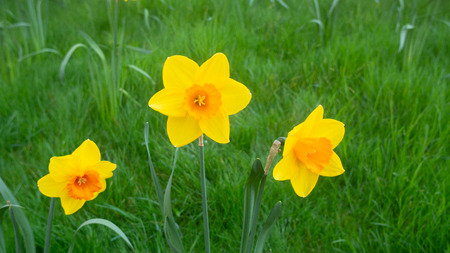 blooming deffodill flower in summer of Englandの写真素材
