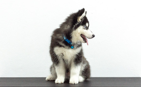 cute black siberian husky wooly coat puppyの写真素材