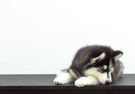 beuatiful black siberian husky wooly coat puppyの写真素材