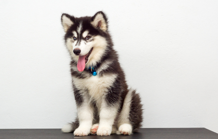 beautiful  black siberian husky wooly coat puppyの写真素材