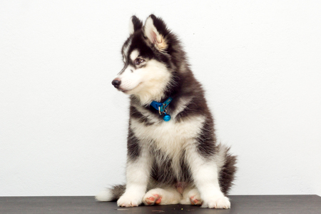 beautiful  black siberian husky wooly coat puppyの写真素材