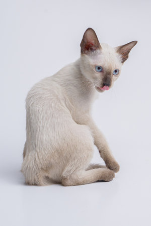 Siamese cat with blue eyes sitting on white background, studio shot