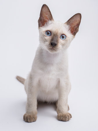 Siamese kitten with blue eyes isolated on a white background.の写真素材