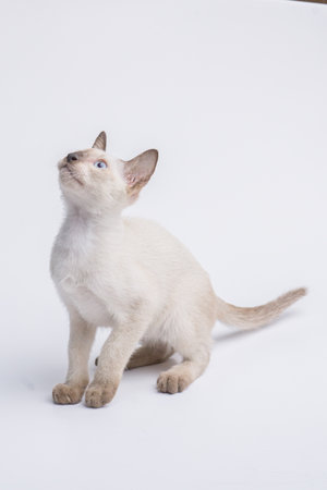 Siamese kitten with blue eyes on white background. Studio shot.の写真素材